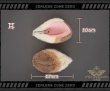 アリス・タイムフィールド　衣装